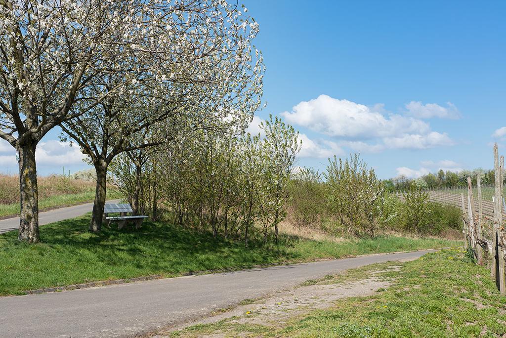 Weingut & Gaestehaus Edwin Hoffmann Trittenheim Bagian luar foto